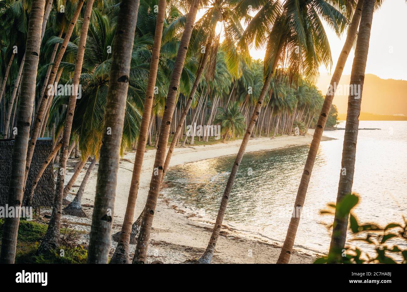 Jungle with palm trees on Coconut Beach in Port Barton, Palawan, Philippines Stock Photo