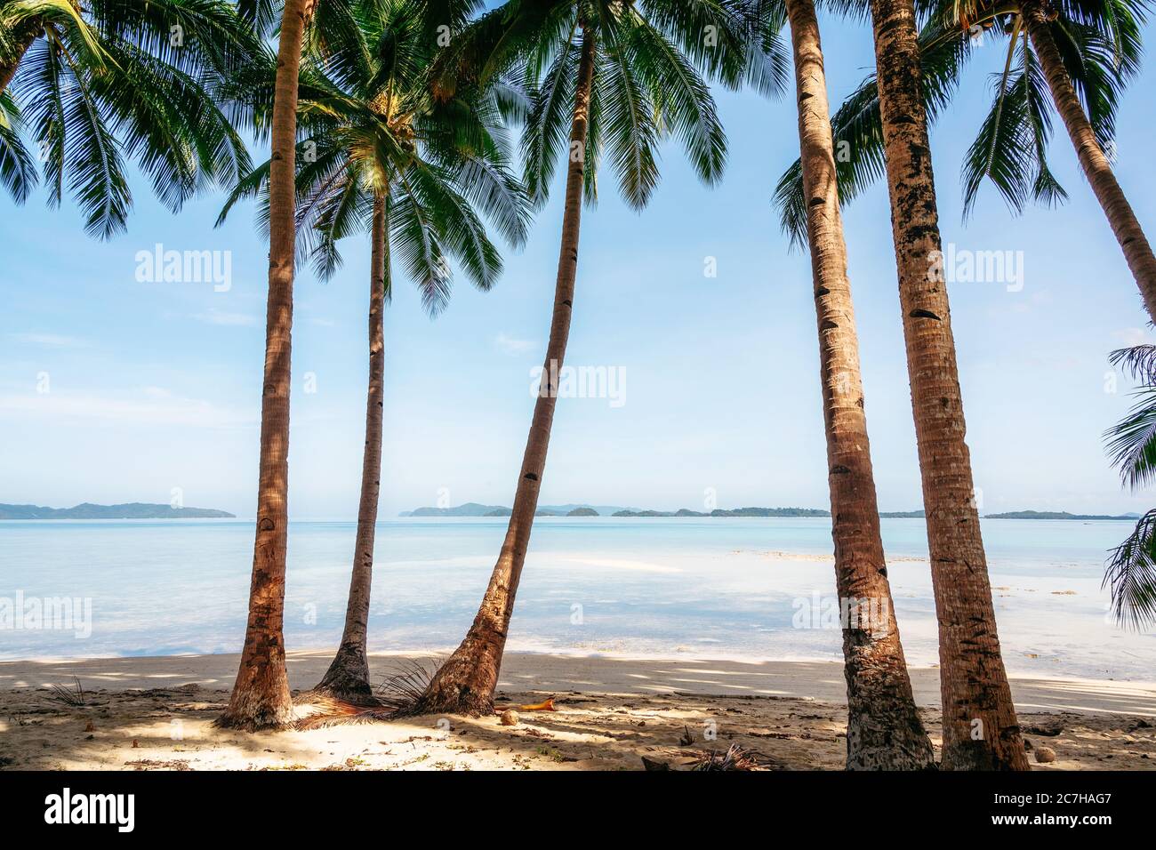 Jungle with palm trees on Coconut Beach in Port Barton, Palawan, Philippines Stock Photo
