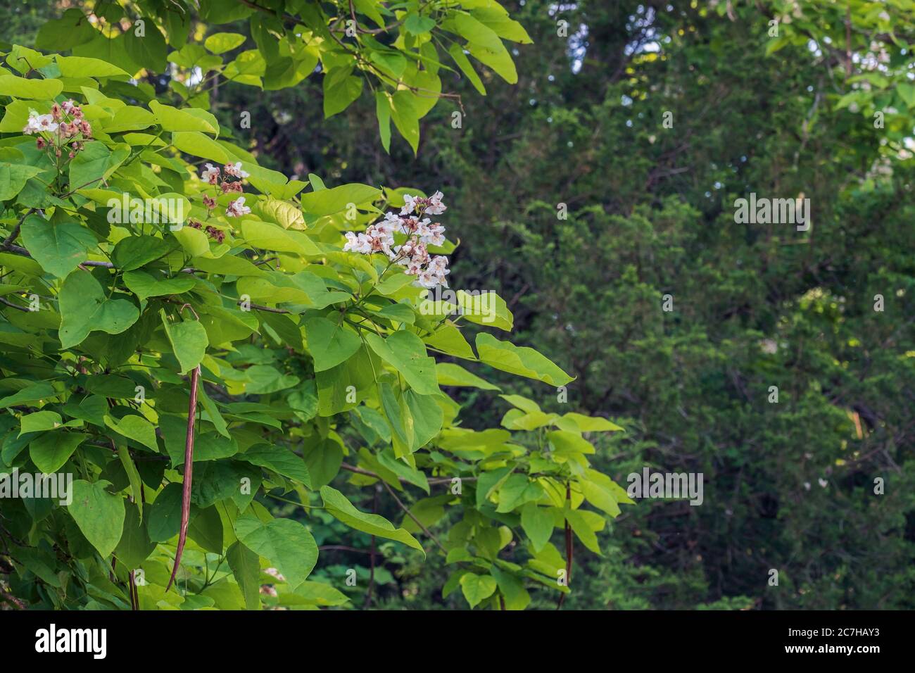 Catalpa bignonioides, Southern catalpa, a flowering tree in Oklahoma, USA. Stock Photo