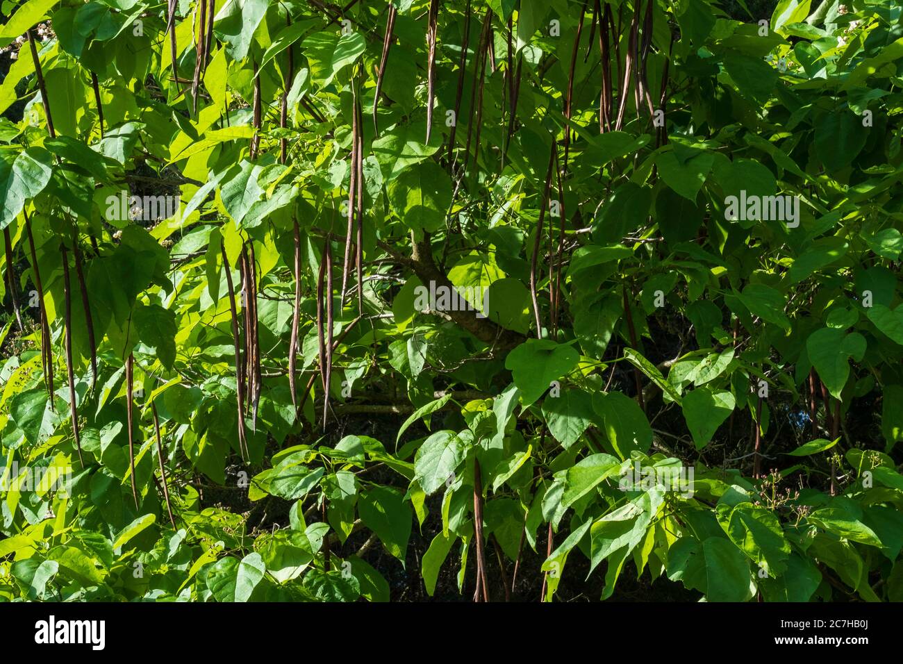 Catalpa bignonioides, Southern catalpa  tree showing last year's old seed pods. in Oklahoma, USA. Stock Photo