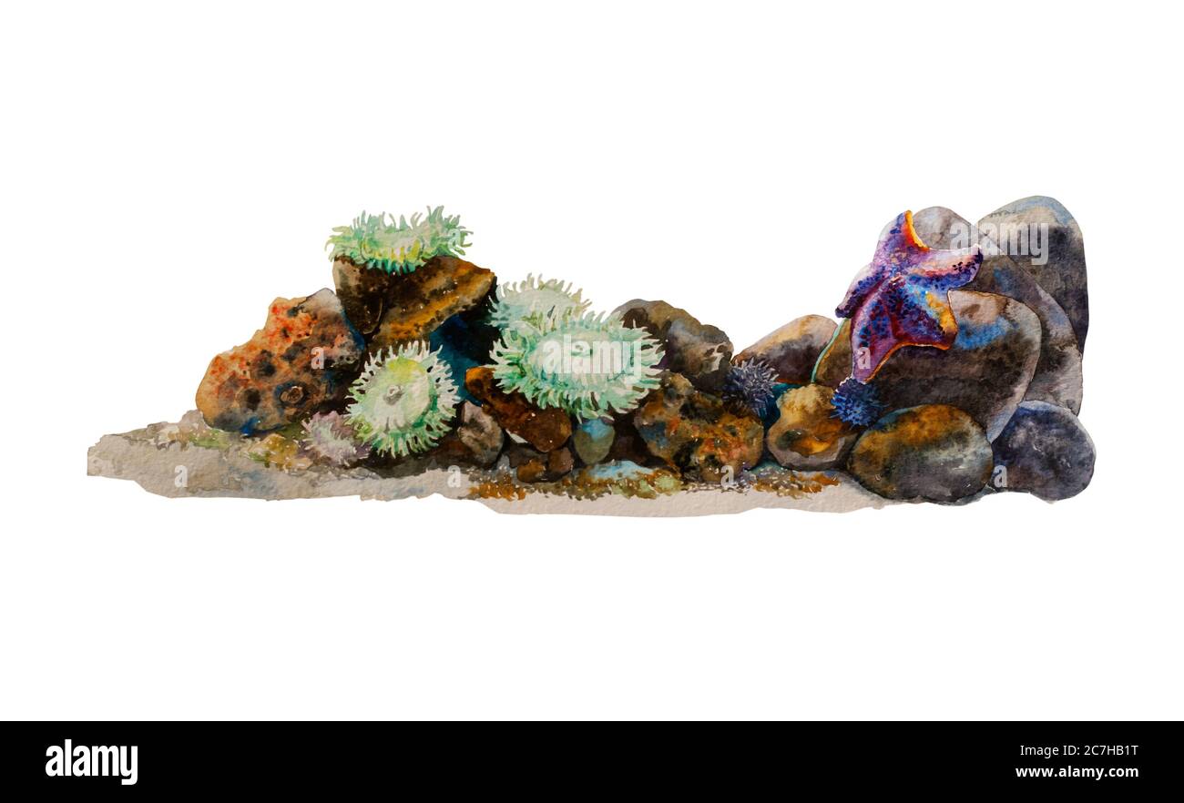 Watercolor sea anemones, urchins and sea star in a reef colorful underwater landscape background. Original illustration isolated on white background Stock Photo