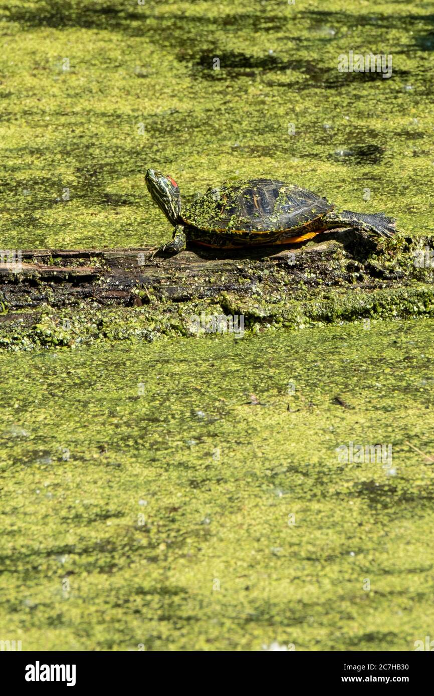 A Red-eared Slider turtle, Trachemys scripta, sunning on  a log in a pond filled with Common Duckweed, Lemna minor L. Oklahoma, USA. Stock Photo