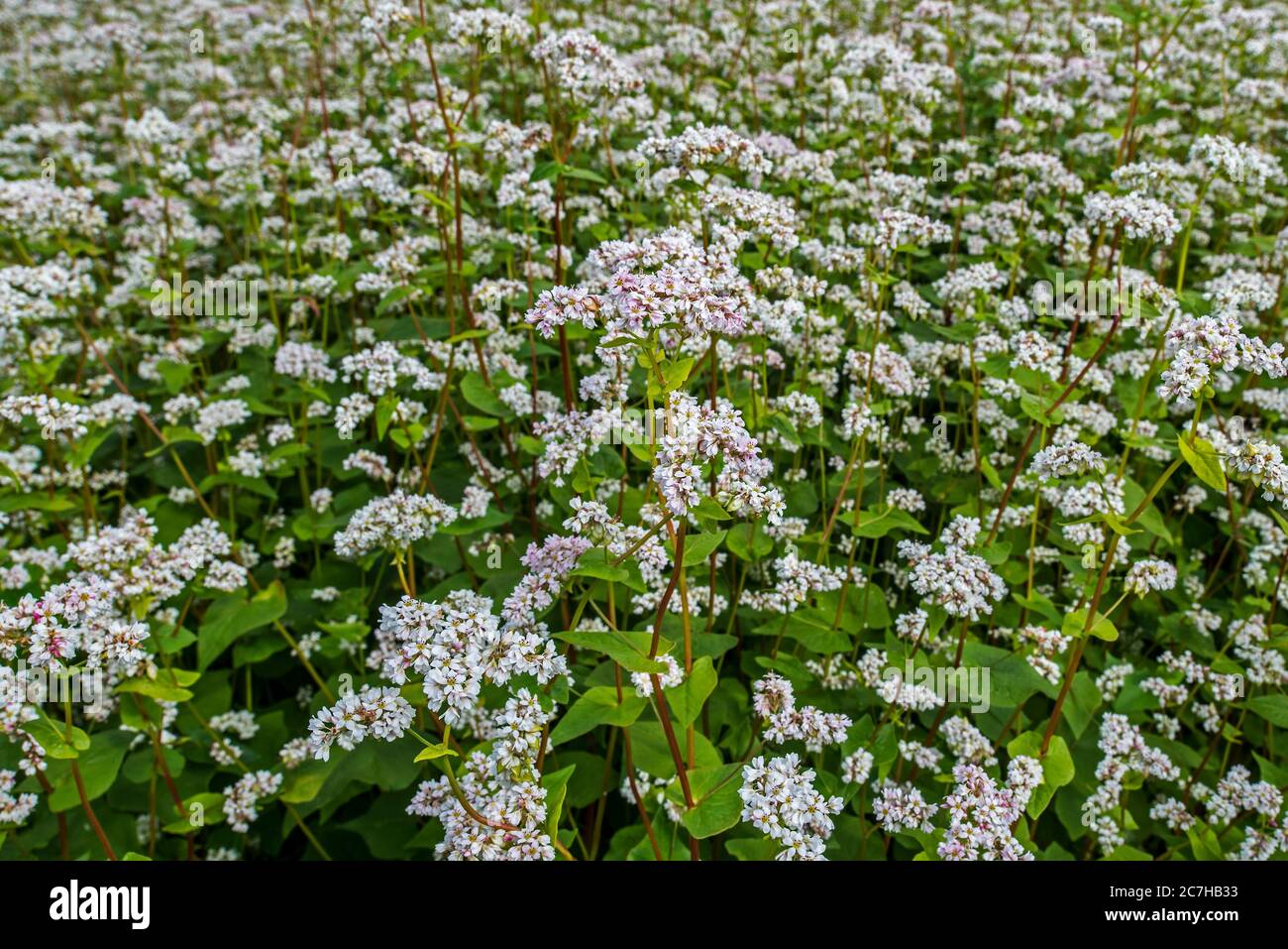 Common buckwheat fagopyrum esculentum hires stock photography and
