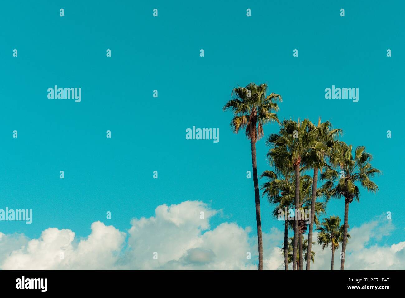Low angle view of palm trees under a blue sky and sunlight during ...