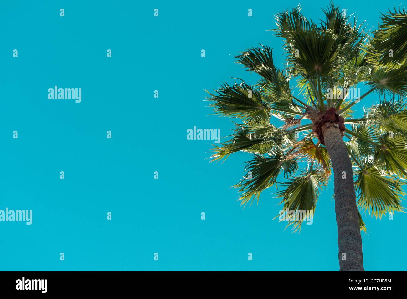 Low angle view of palm trees under a blue sky and sunlight during ...