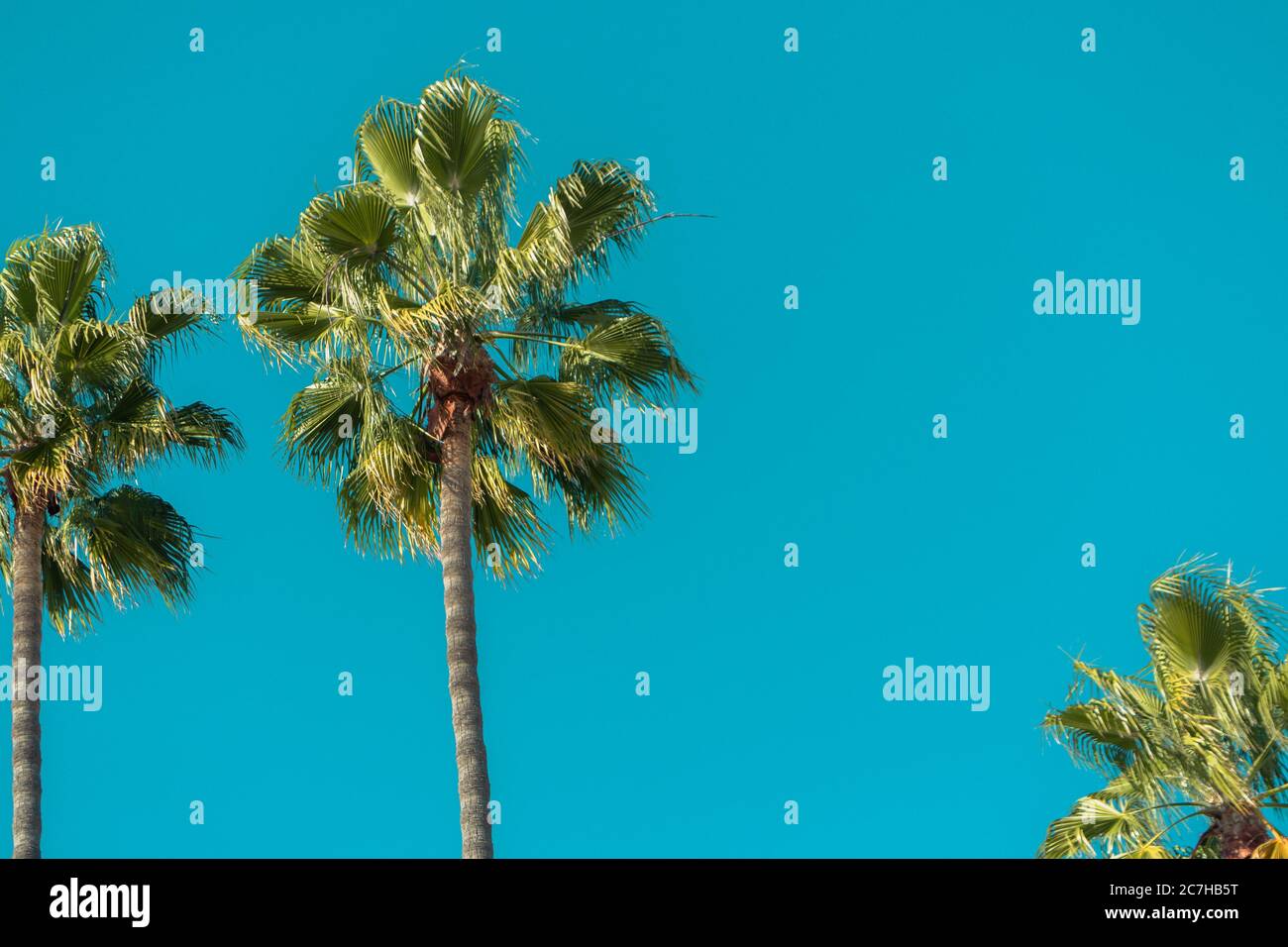 Low angle view of palm trees under a blue sky and sunlight during ...