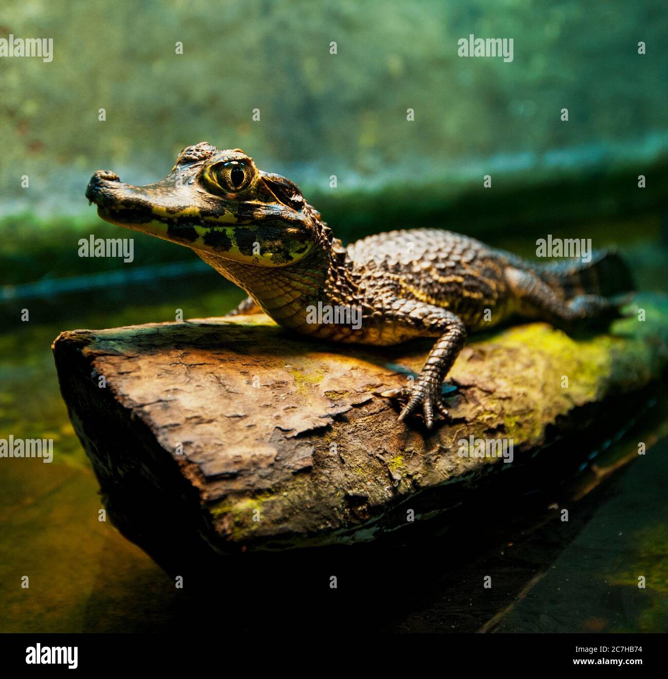 Baby Alligator High Resolution Stock Photography And Images Alamy