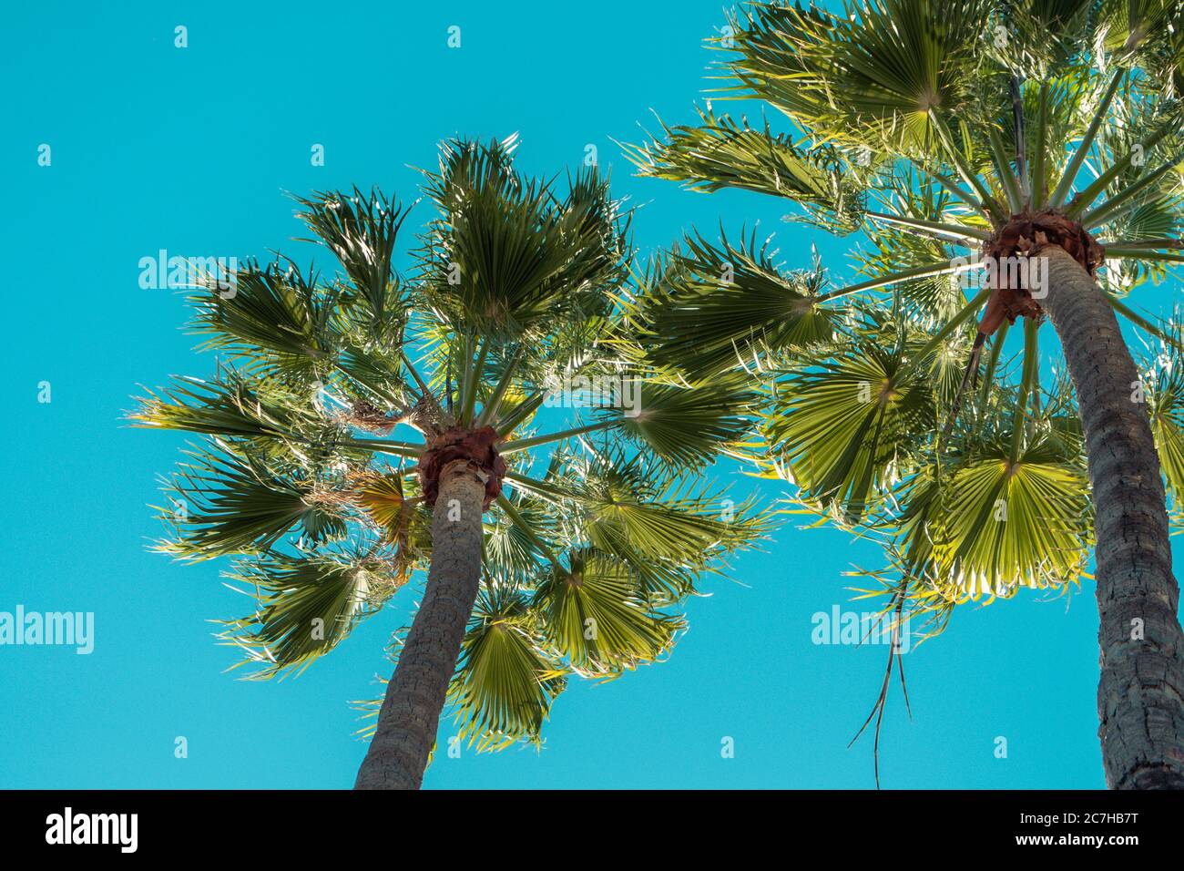 Low angle view of palm trees under a blue sky and sunlight during ...