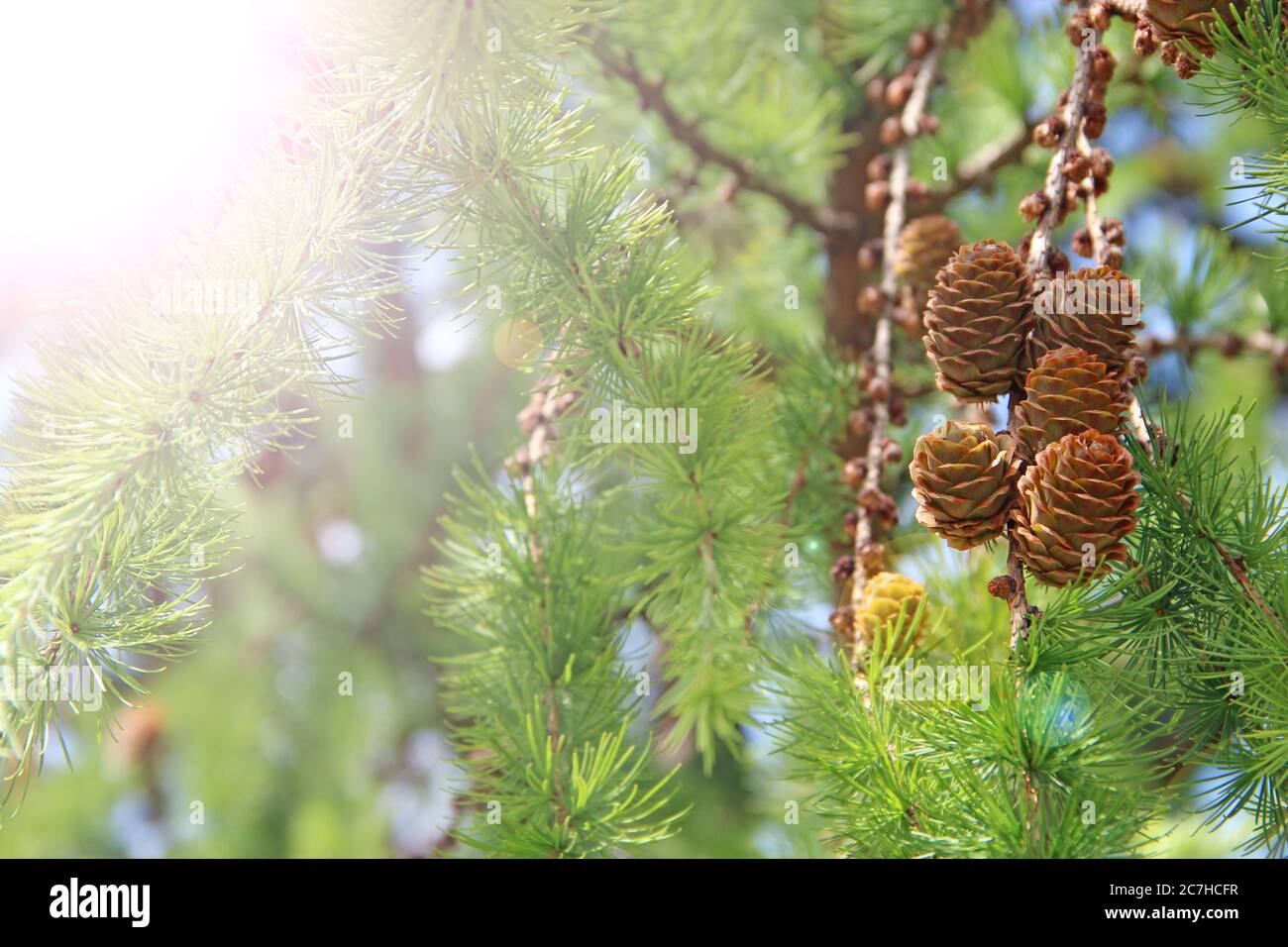 Pine cones on branches lit by sunny rays. Brown pine cone of pine tree. Growing cones close up. Larch cones growing in row on branch with needles. Fre Stock Photo