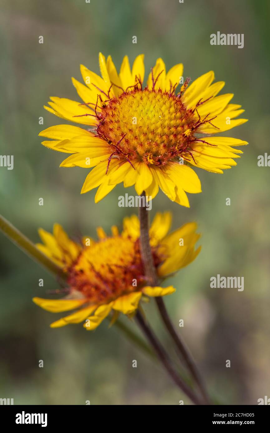 Daisy turnbull hires stock photography and images Alamy