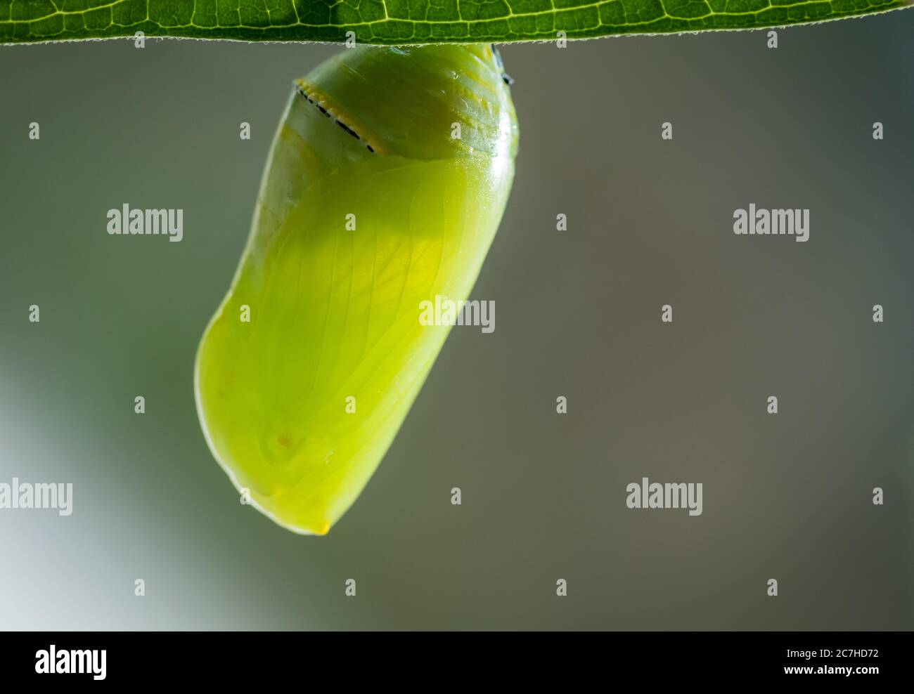 Monarch Butterfly Chrysalis macro, Danaus plexippuson, newly formed on Swamp Milkweed, Incarnata