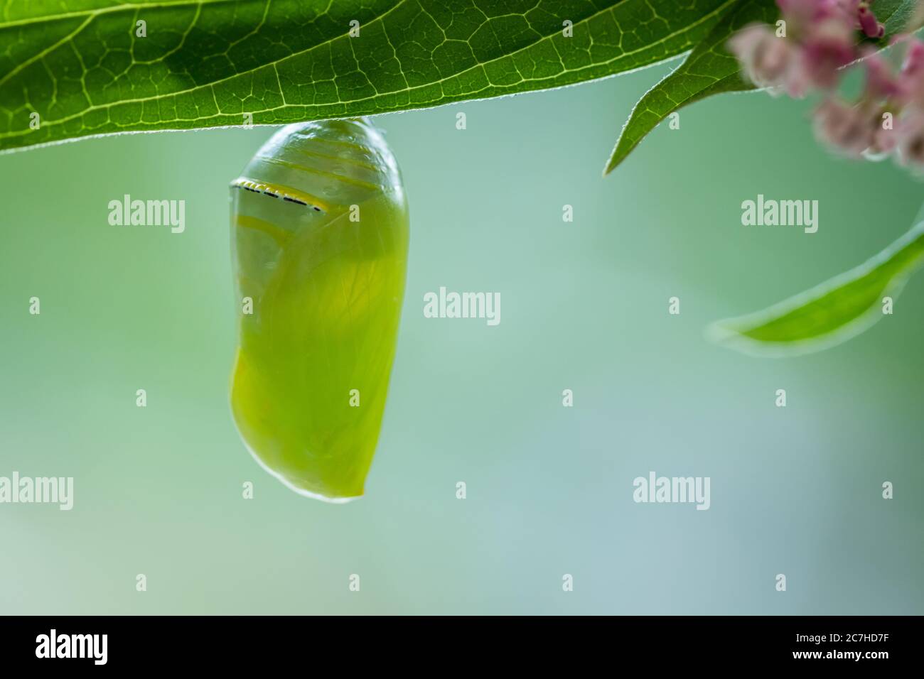 Monarch Butterfly Chrysalis macro, Danaus plexippuson, newly formed on Swamp Milkweed, Incarnata