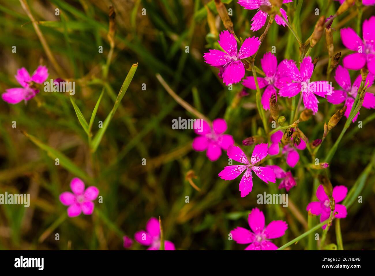 Beautiful Maiden Pink on a Meadow, Nice Dianthus deltoides Stock Photo