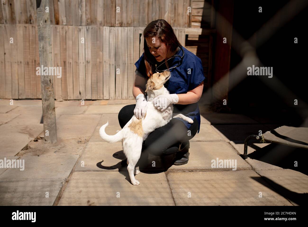 Woman with a dog in a dog shelter Stock Photo