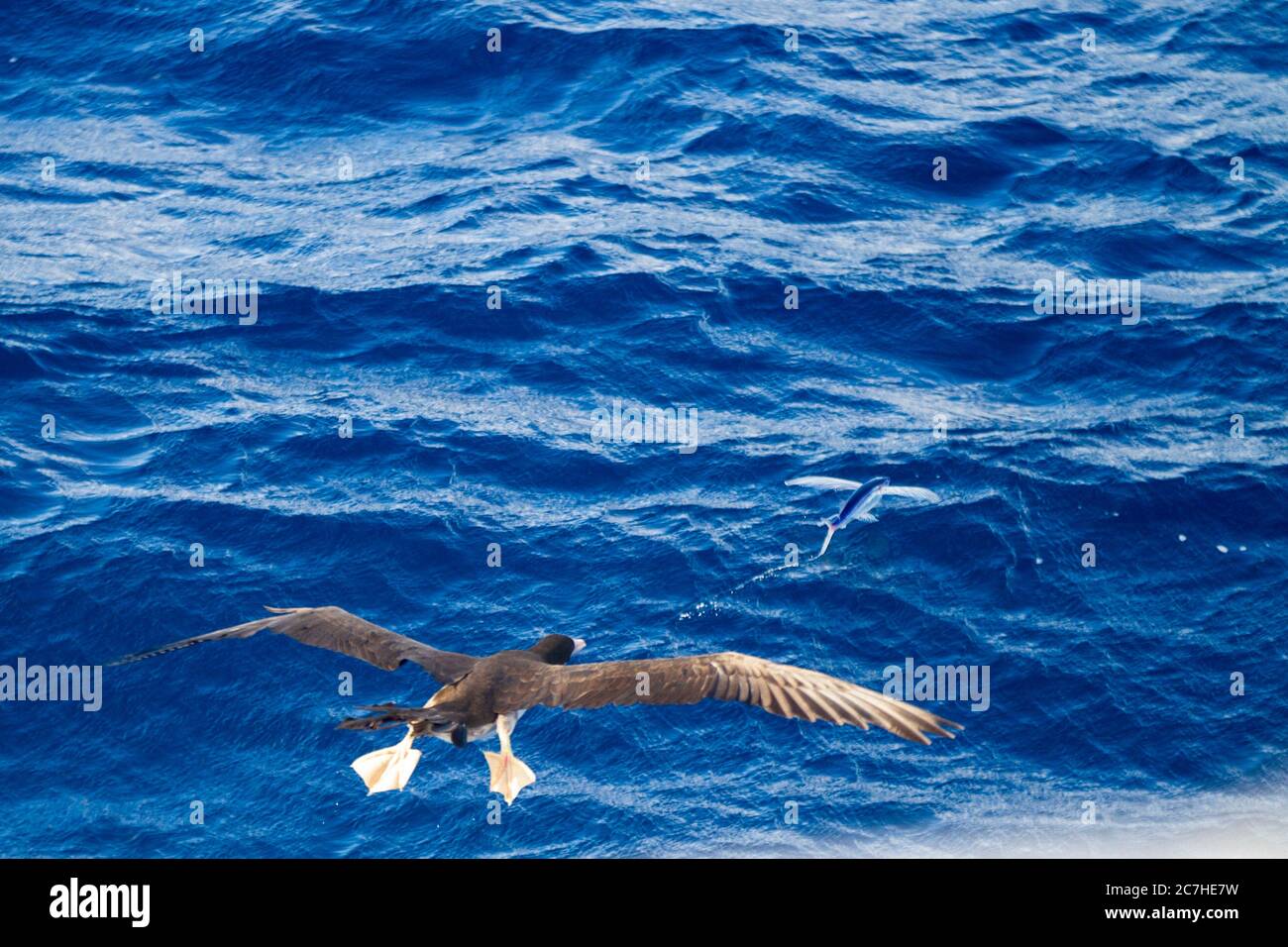 aerial chase; brown booby chasing a flying fish; bird wing and fish fins outstretched; dramatic pursuit; bird versus fish; blue sea Stock Photo