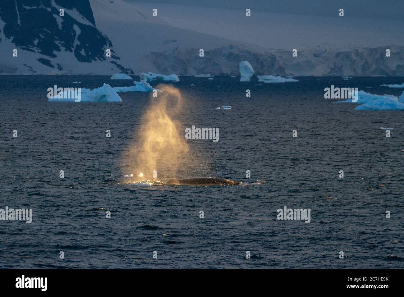 whale blow at sunset; sunlight illuminating whale spout; whale's back; dark icy backdrop; icebergs; shadowy landscape; Antarctic coastline; ice cliffs Stock Photo