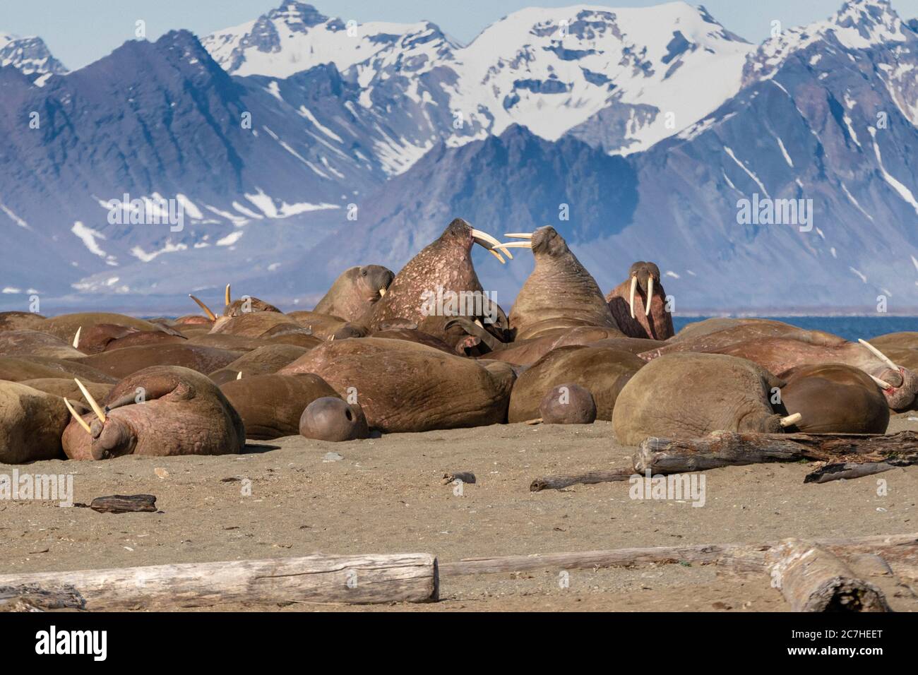 male walruses sparring; tusks in action; walruses in a large huddle; steep barren mountains; snowy background; Arctic coastline Stock Photo