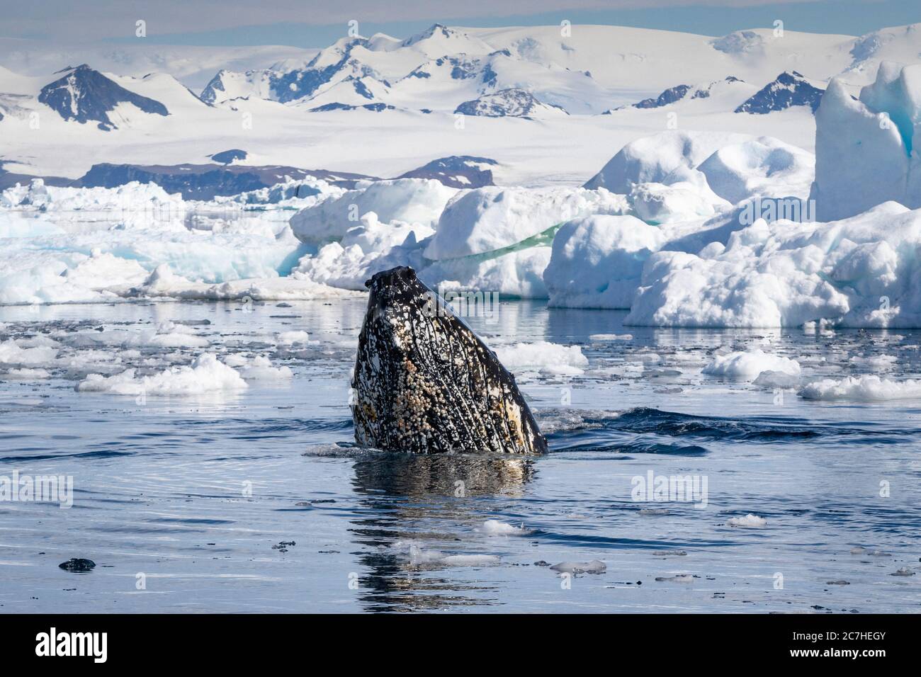 humpback whale spy-hopping; alpine backdrop; whale chin; barnacles and throat pleats; icebergs and dense pack ice; Stock Photo
