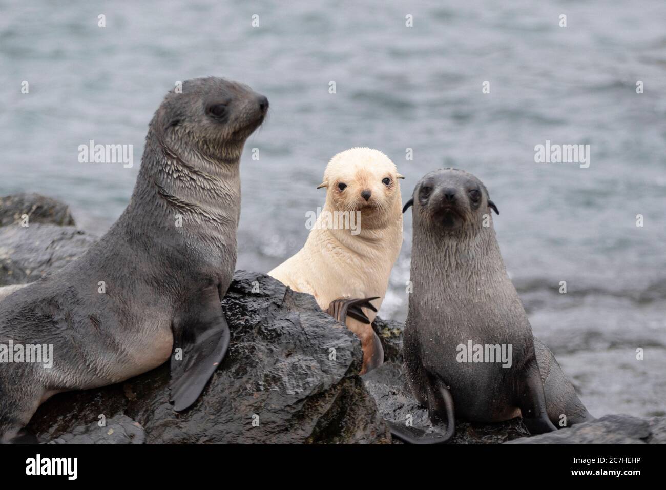 One in a thousand, leucistic Antarctic fur seal, friendship, pigment, anamoly, nature's beauty, rare animal, fur seal pups, hauled-out, nursery group, Stock Photo