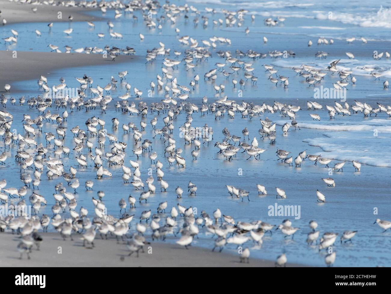 Large sanderling flock Stock Photo