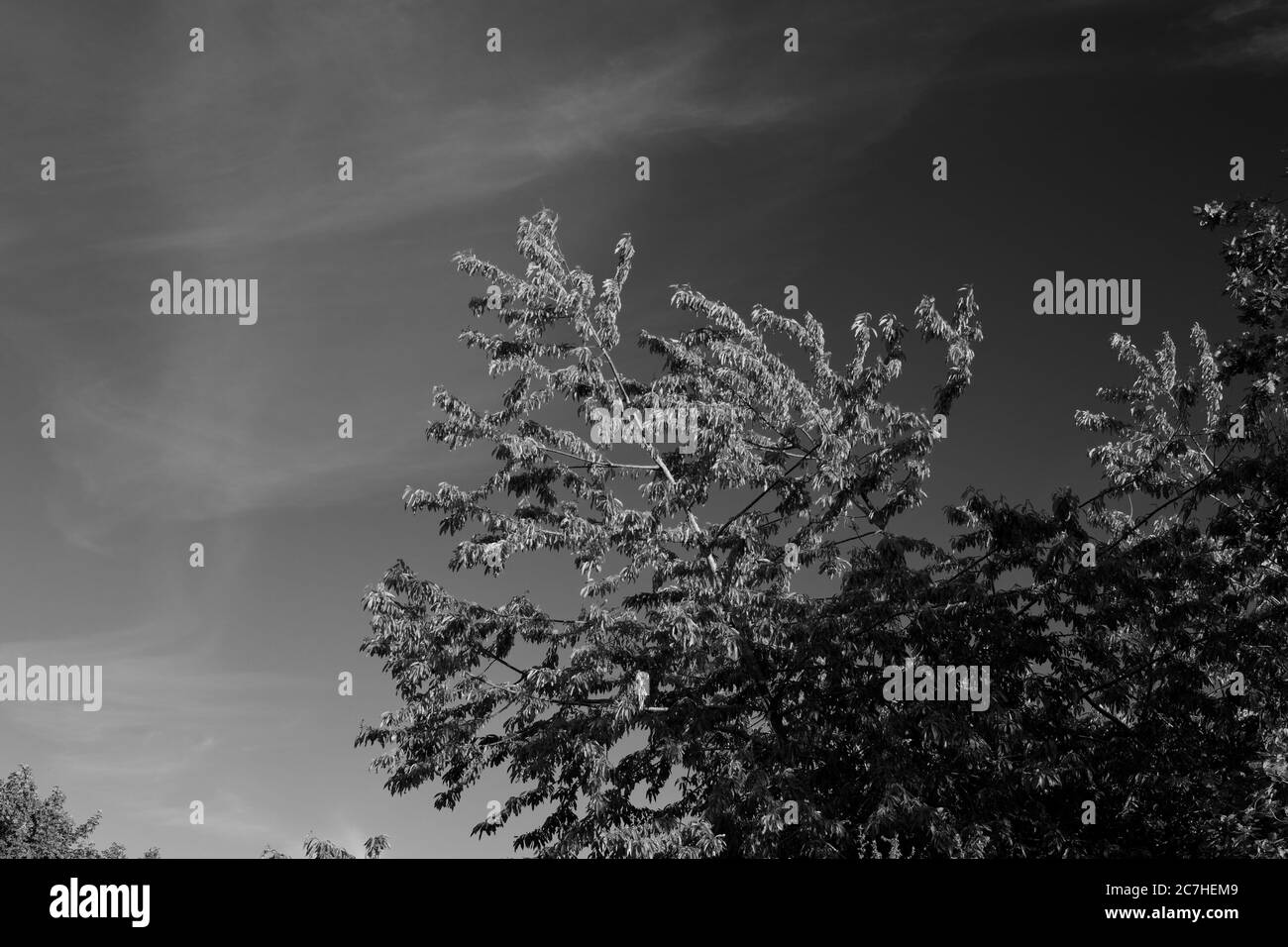 Cirrus cloud above tree Black and White Stock Photos & Images - Alamy