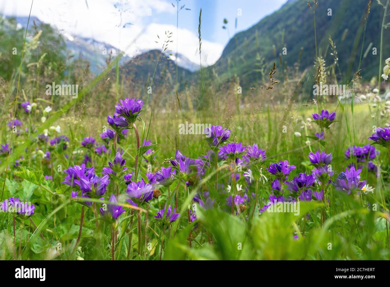 Europe, Austria, Tyrol, Ötztal Alps, Ötztal, flower meadow between Huben and Längenfeld Stock Photo