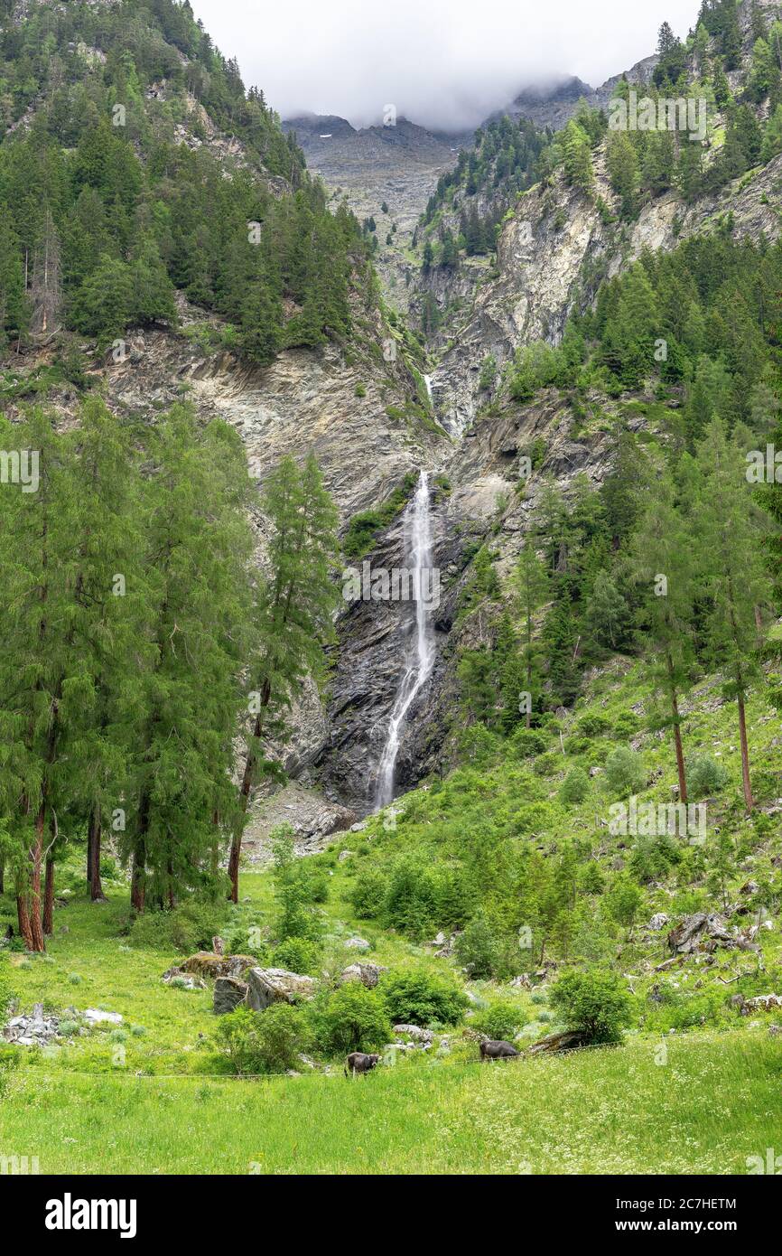 Europe, Austria, Tyrol, Ötztal Alps, Ötztal, waterfall in the mountain forest near Aschbach Stock Photo