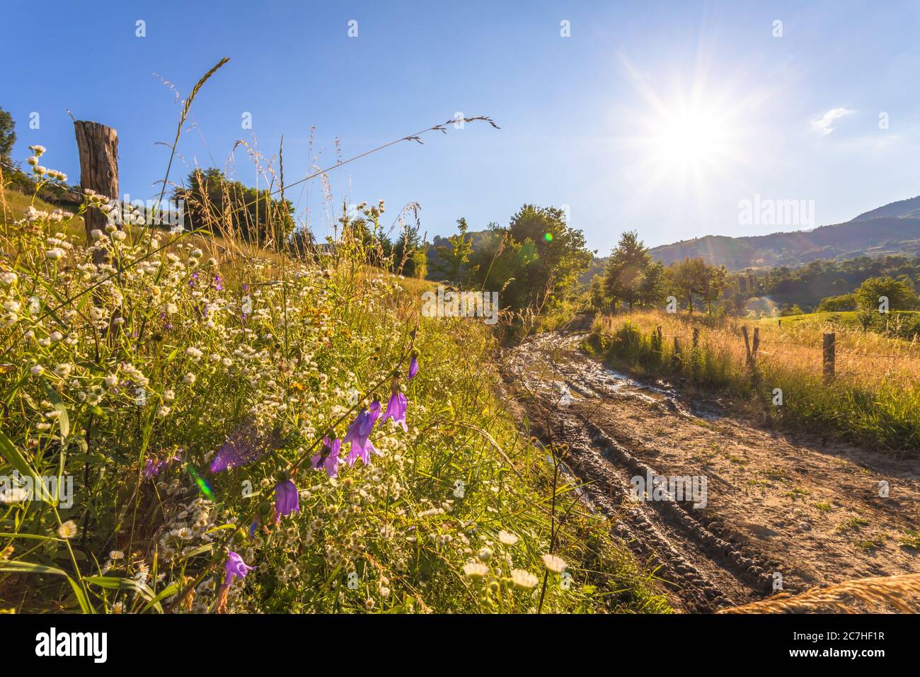 Beautiful rural landscape in summer light Stock Photo - Alamy