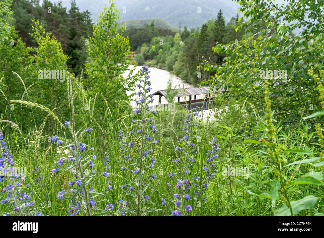 Europe, Austria, Tyrol, Ötztal Alps, Ötztal, common snake head on a flower meadow in front of the wooden bridge over the Ötztaler Ache Stock Photo