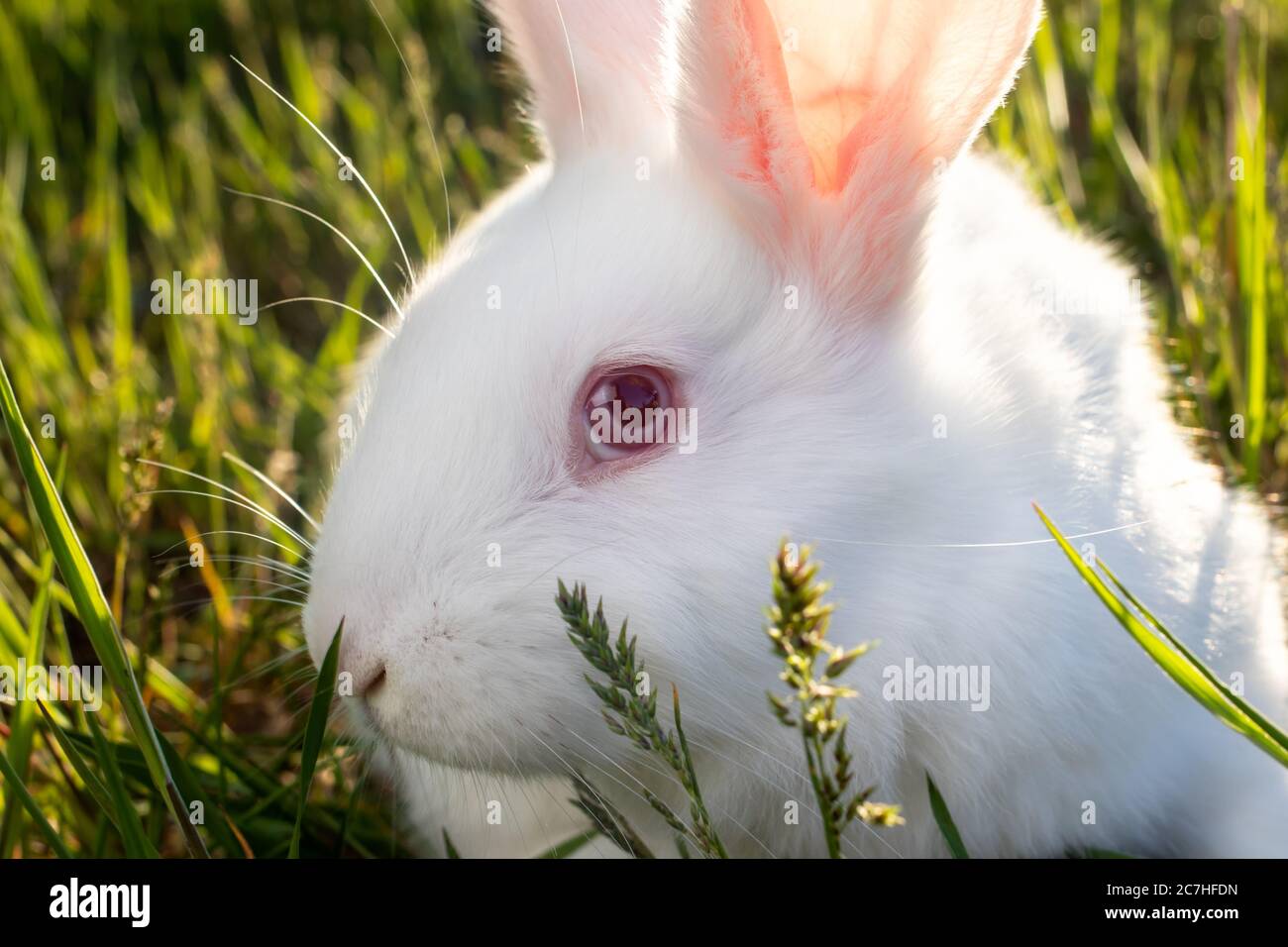 The Pannon White rabbit sits on the green grass. Meat large broiler bunny. Stock Photo