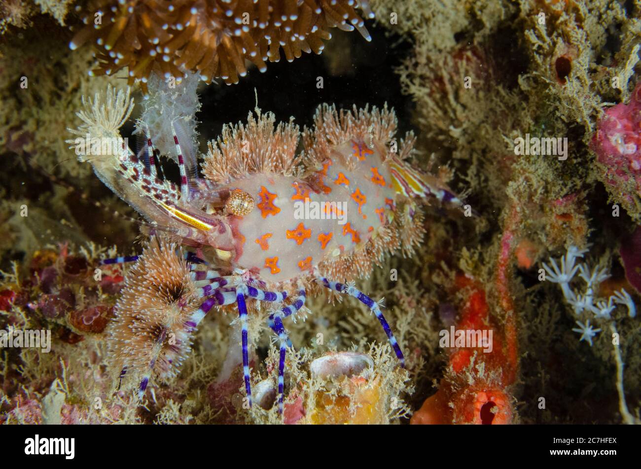 Marbled Shrimp, Saron sp, Dili Rock East dive site, Dili, East Timor Stock Photo