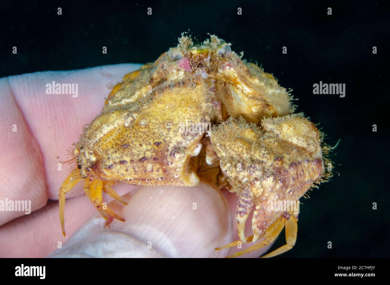 Box Crab, Calappa sp, on fingers (model released), Tasi Tolu dive site, Dili, East Timor MR Stock Photo