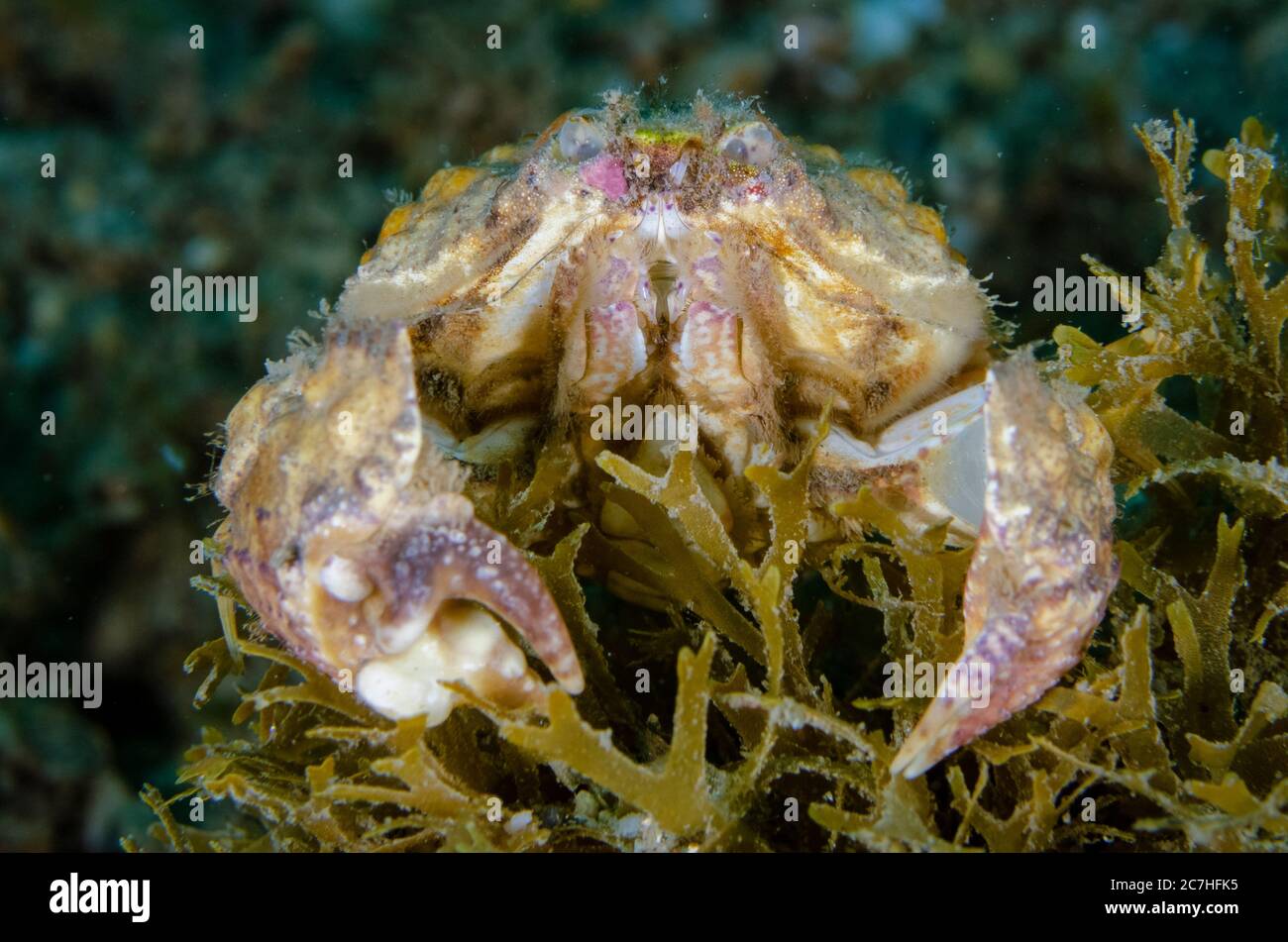 Box Crab, Calappa sp, on coral, Tasi Tolu dive site, Dili, East Timor Stock Photo