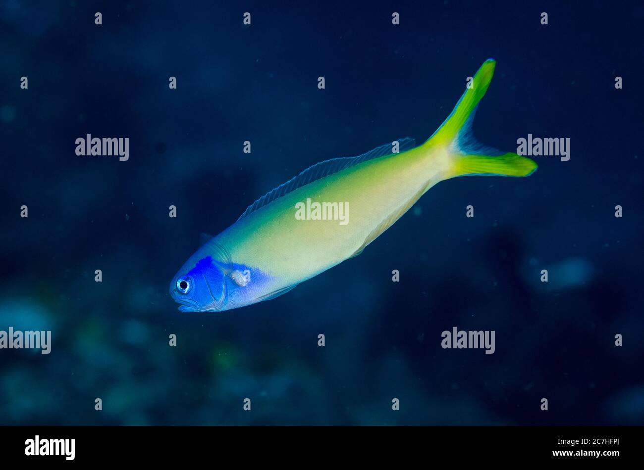 Bluehead Tilefish, Hoplolatilus starki, Malacanthidae Family), Batu Gosoh dive site, Bangka Island, north Sulawesi, Indonesia, Pacific Ocean Stock Photo