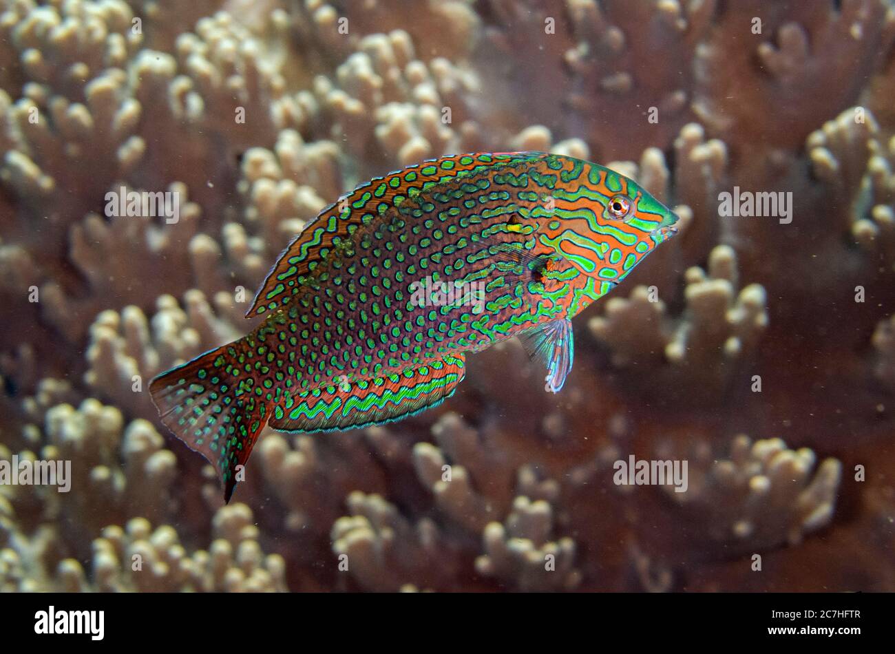 Male Vermiculated Wrasse, Macropharyngodon meleagris, Tanjung Usi 1 dive site, Bangka Island, north Sulawesi, Indonesia, Pacific Ocean Stock Photo