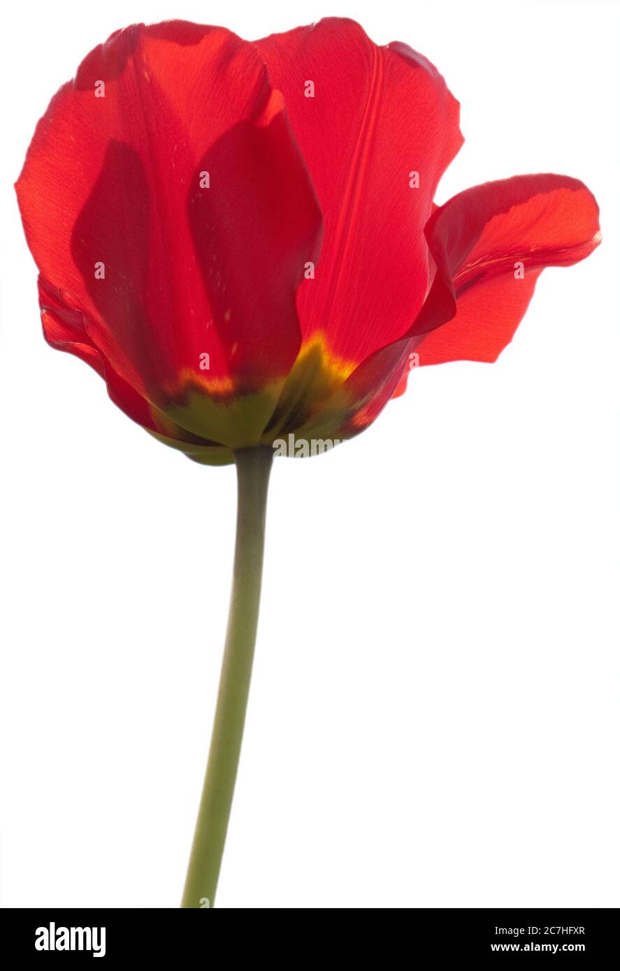 One Common poppy flower, corn poppy, corn rose, red poppy or flanders poppy isolated on white Stock Photo