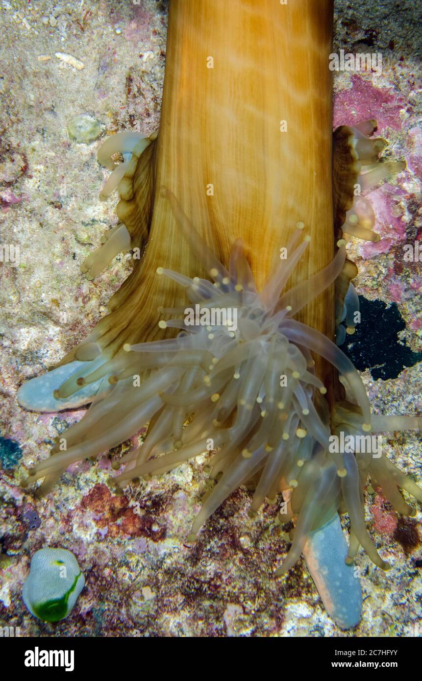 Coralimorpharian False Coral, Paracorynactis hoplites, eating Blue Starfish, Linckia laevigata, night dive, Murex House Reef dive site, Bangka Island, Stock Photo
