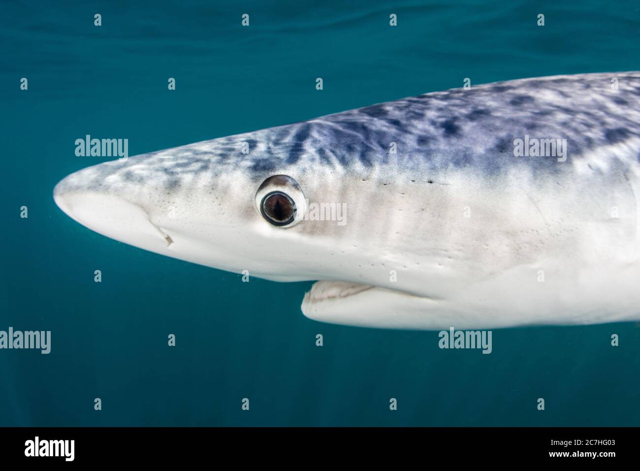 Ampullae of lorenzini hires stock photography and images Alamy