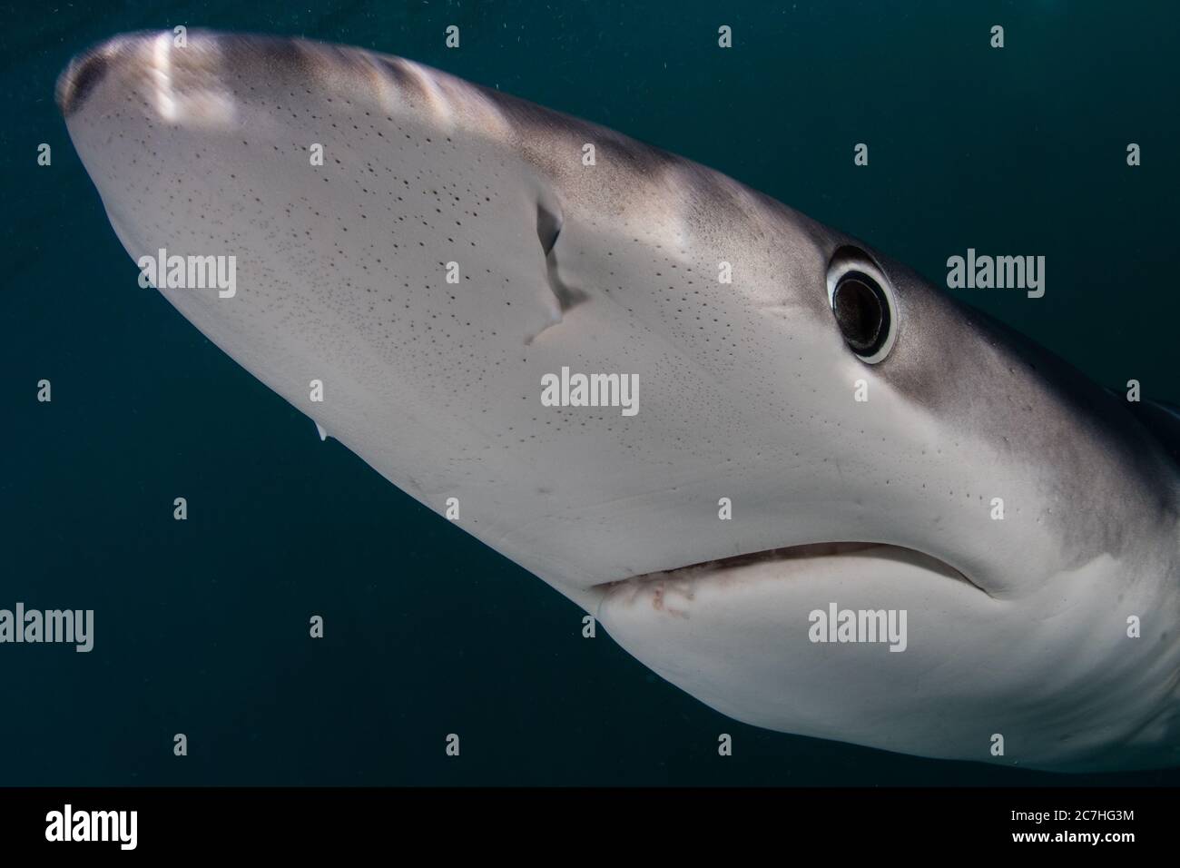 Ampullae of lorenzini hires stock photography and images Alamy