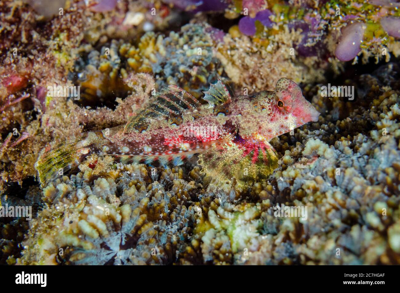 Morrison's Dragonet, Synchiropus morrisoni, Muka Linggua dive site, Bangka Island, north Sulawesi, Indonesia, Pacific Ocean Stock Photo