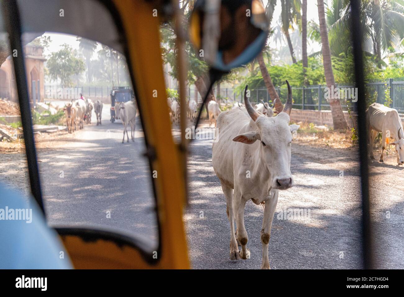 View from car of Indian cows on street Stock Photo