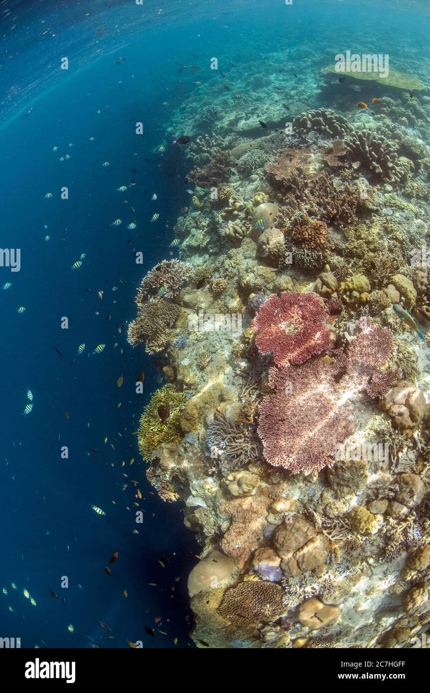 Reef with hard corals on reef edge with dropoff, Sipadan island