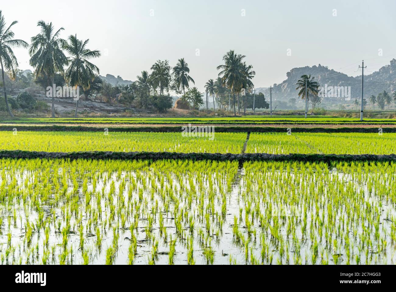 Paddy field with coconut palms in the background Stock Photo