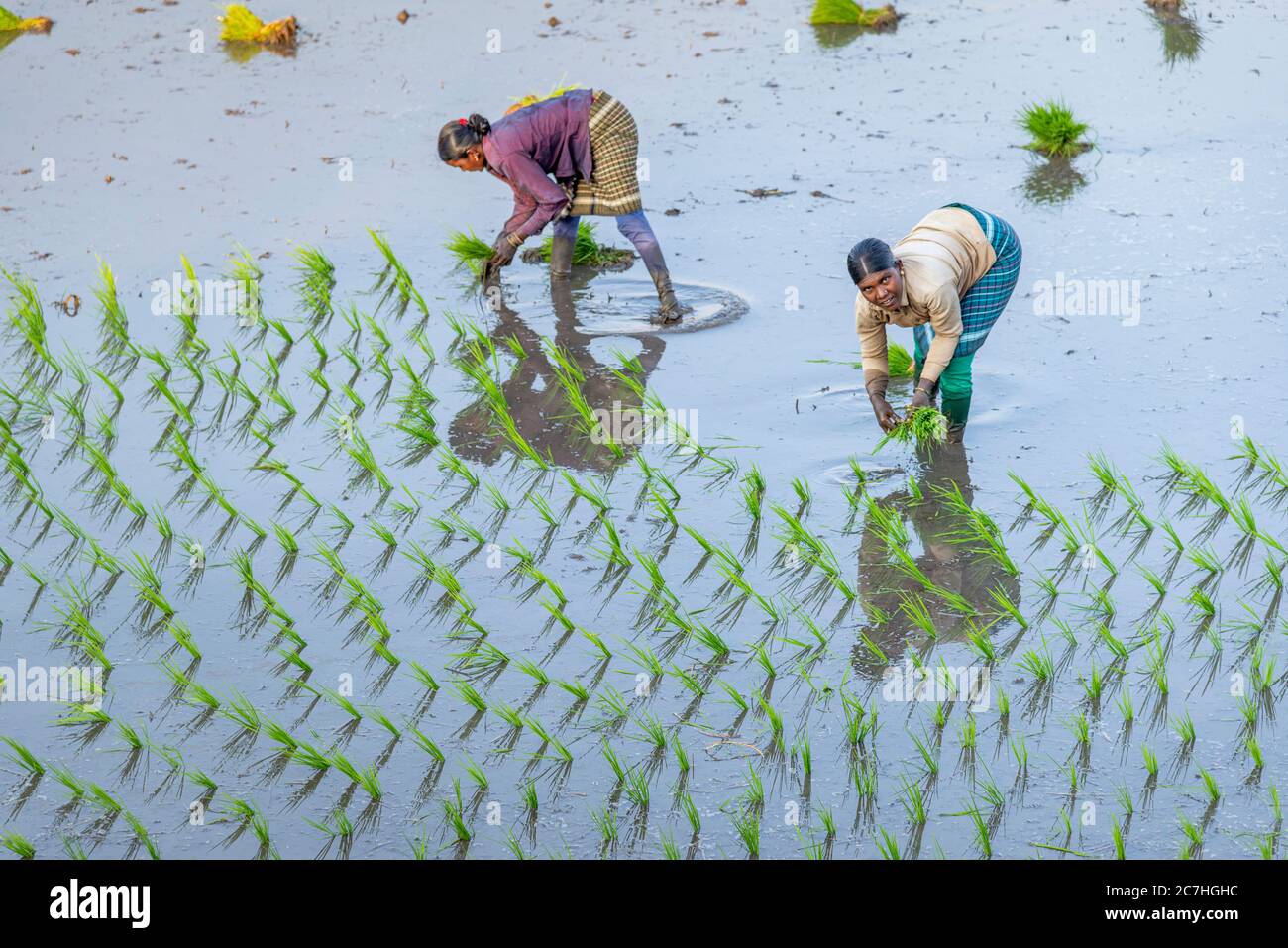 Indian women field workers working together on rice field Stock Photo