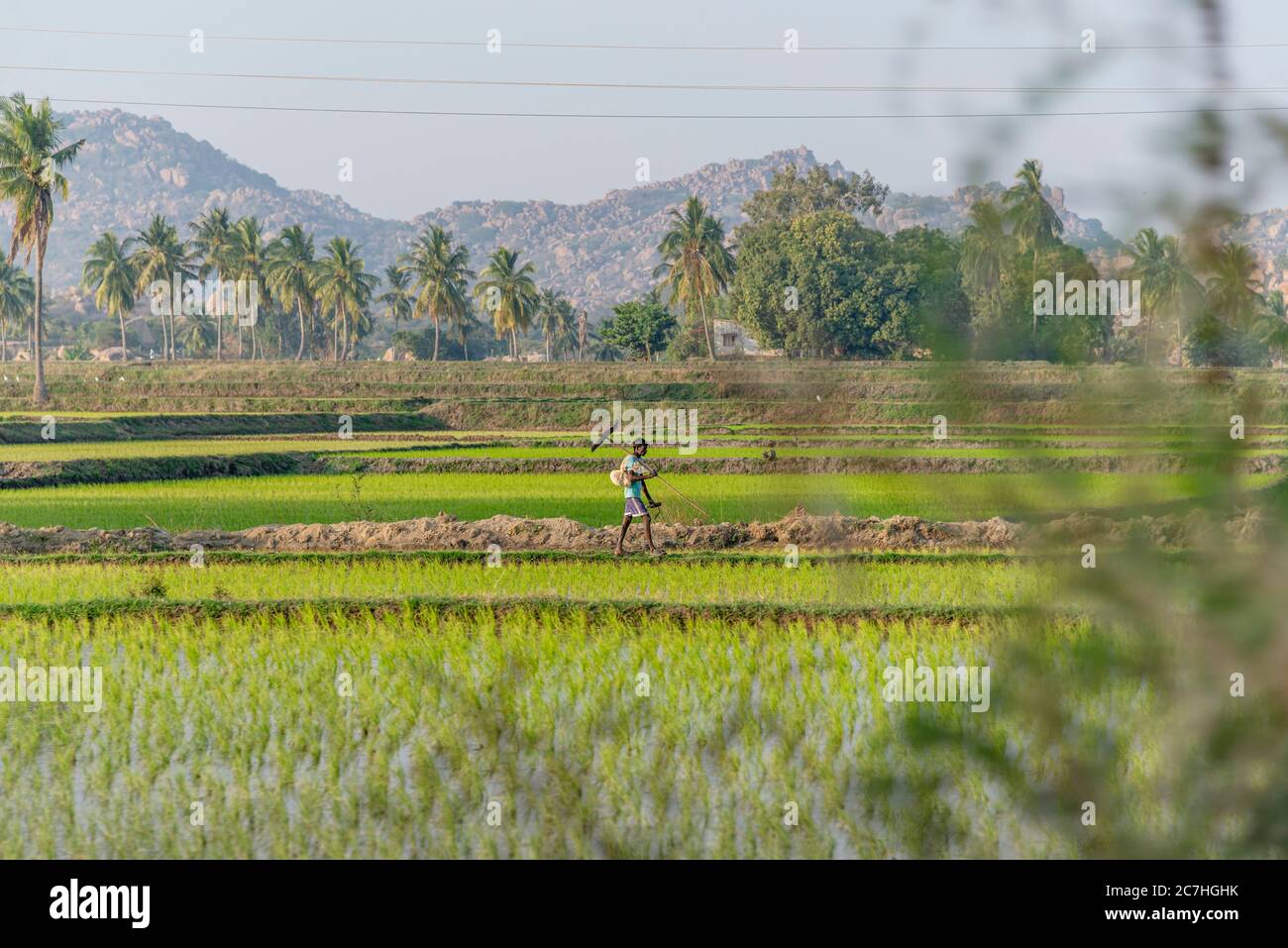 Indian boy runs through rice field Stock Photo