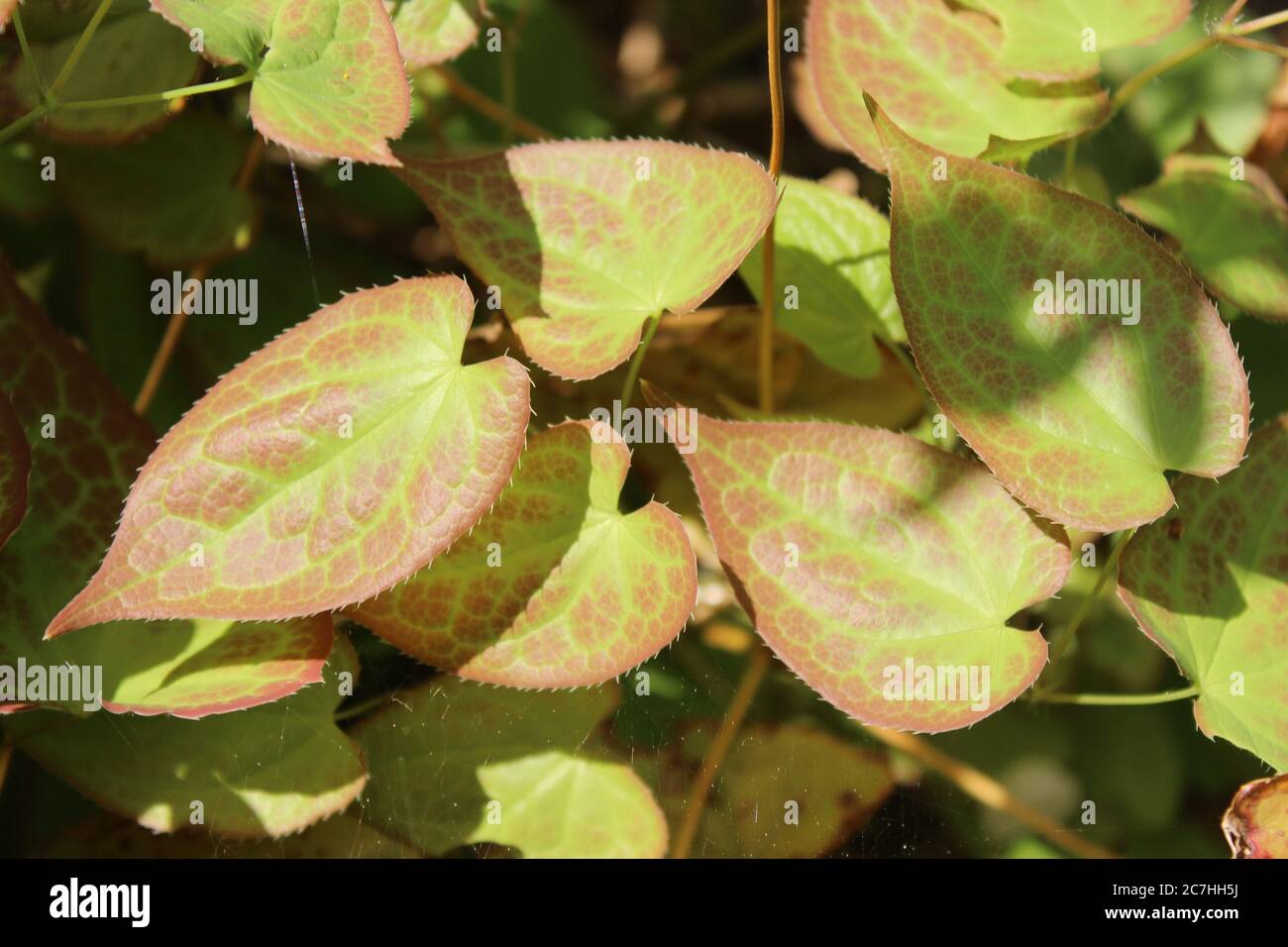 High angle shot  of beautiful Epimedium leaves in the middle of a garden Stock Photo