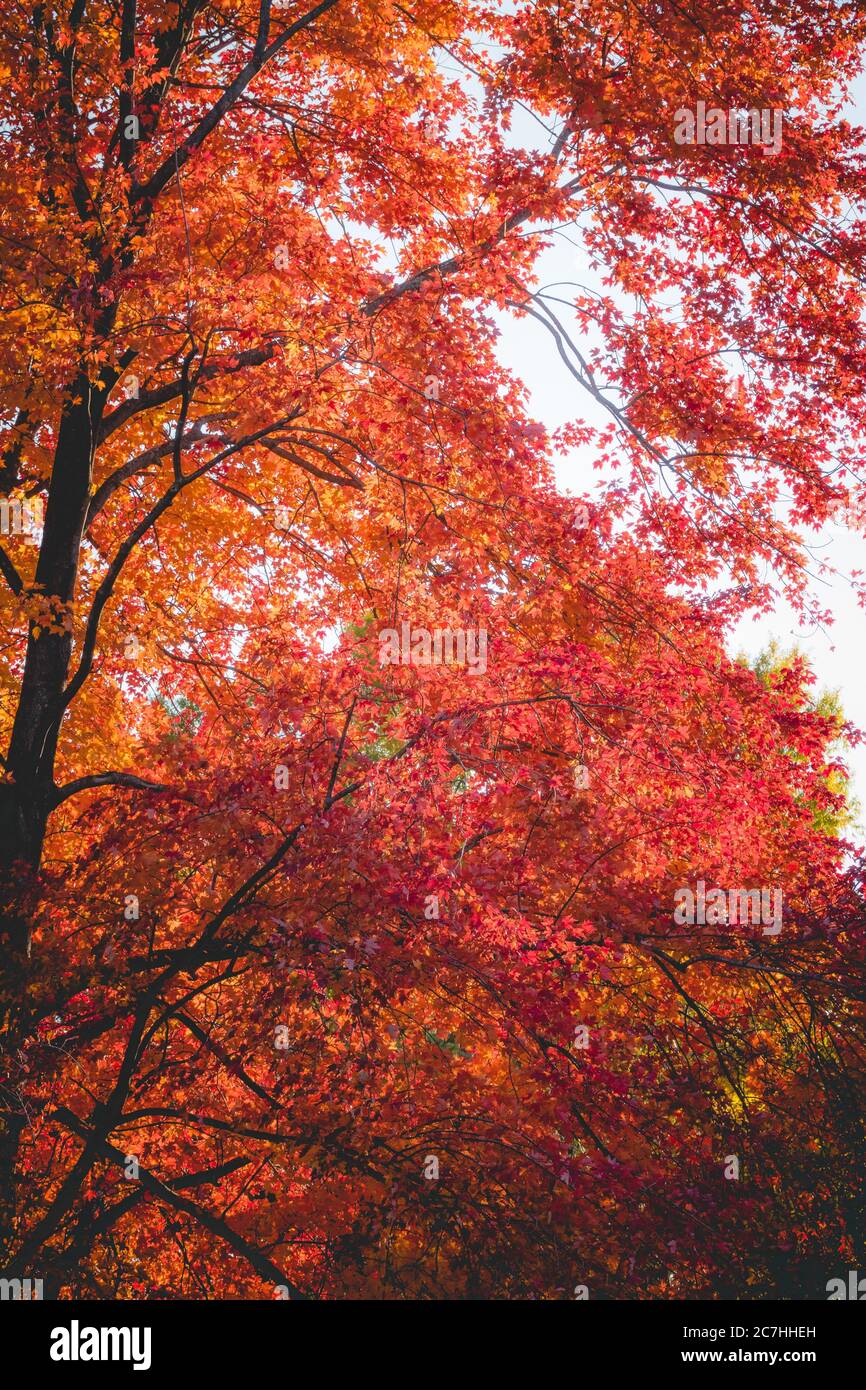 Vertical low angle shot of a beautiful tall tree with red leaves under ...