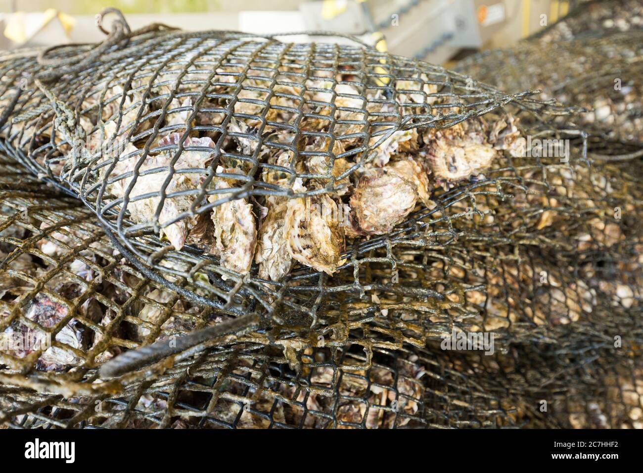 Oyster production, Etang de Thau, France, France Stock Photo Alamy