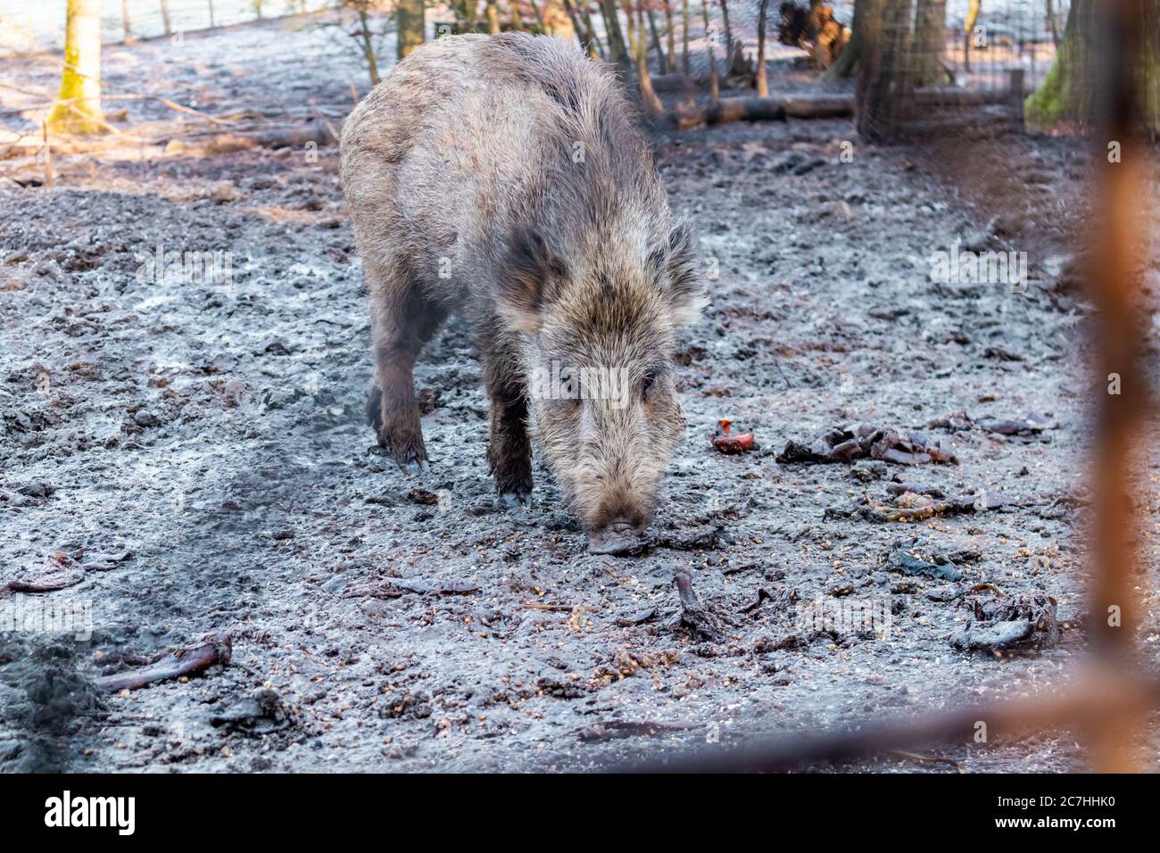 Hide behind fence hi-res stock photography and images - Alamy