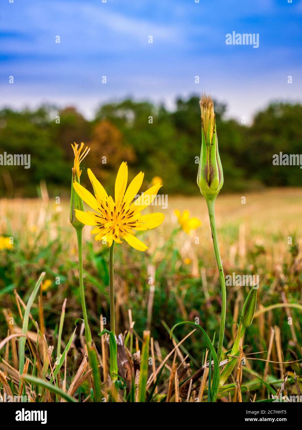 Meadow Salsify flower(Tragopogon pratensis L.) - also known as meadow goat's-beard. Close-up view of flower with blurred meadow, blue cloudy sky and Stock Photo